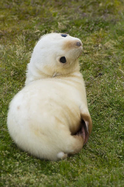 South Georgia. Stromness. Antarctic fur seal (Arctocephalus gazella) pup in the rare