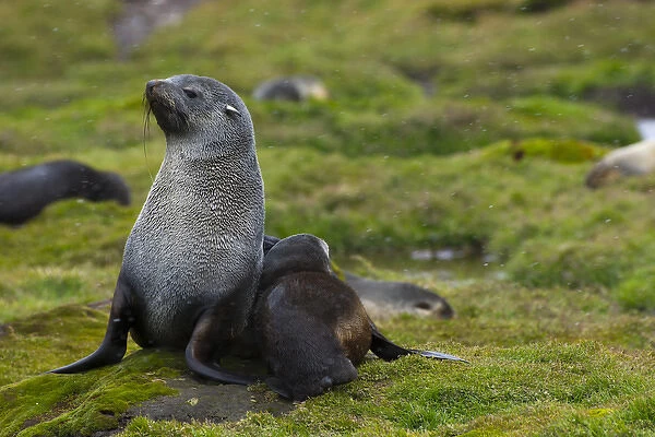South Georgia. Stromness. Antarctic fur seal (Arctocephalus gazella) pup nestles