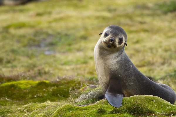 South Georgia. Stromness. Antarctic fur seal (Arctocephalus gazella) pup