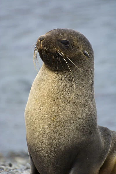 South Georgia. Stromness. Antarctic fur seal (Arctocephalus gazella)
