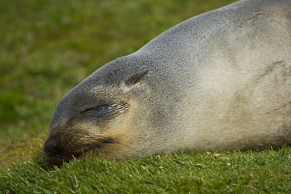 South Georgia. Stromness. Antarctic fur seal (Arctocephalus gazella) sleeping