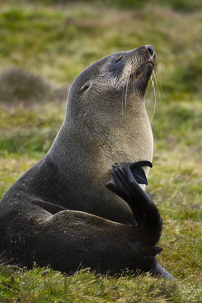 South Georgia. Stromness. Antarctic fur seal (Arctocephalus gazella) scratching itself