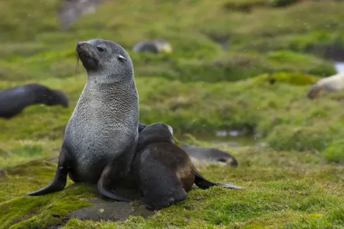 Framed Print : South Georgia. Stromness. Antarctic fur seal (Arctocephalus gazella) pup nestles