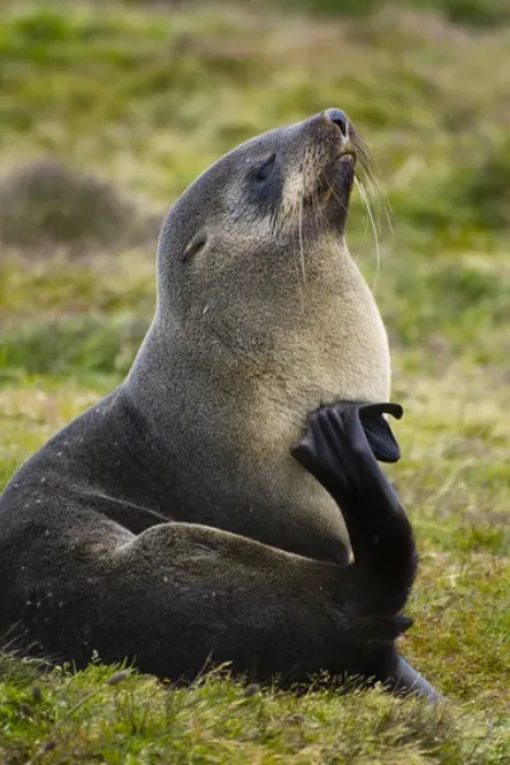 Framed Print : South Georgia. Stromness. Antarctic fur seal (Arctocephalus gazella) scratching itself Framed Print : South Georgia. Stromness. Antarctic fur seal (Arctocephalus gazella) scratching itself