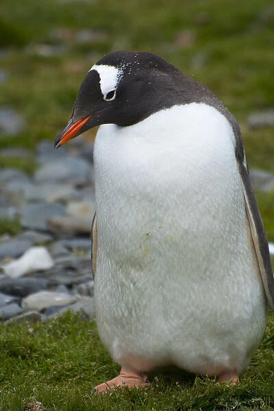 South Georgia. Stromness. Gentoo penguin (Pygoscelis papua)