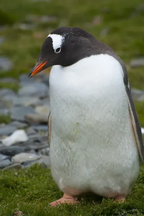 Framed Print : South Georgia. Stromness. Gentoo penguin (Pygoscelis papua) Framed Print : South Georgia. Stromness. Gentoo penguin (Pygoscelis papua)