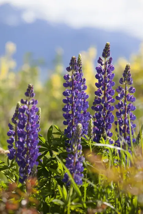 Framed Print : South Island, lupine