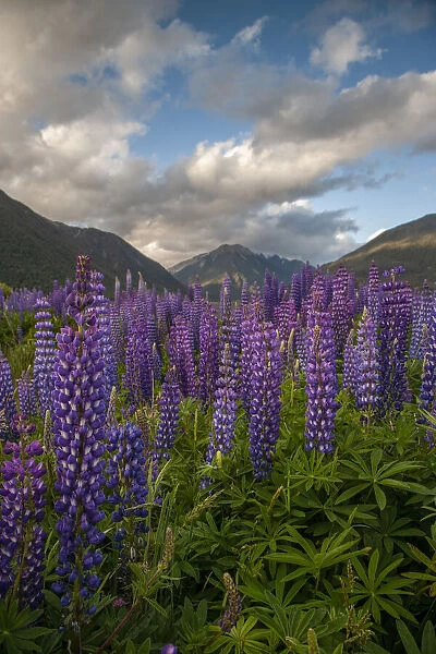 South Island. Lupine blooming in valley