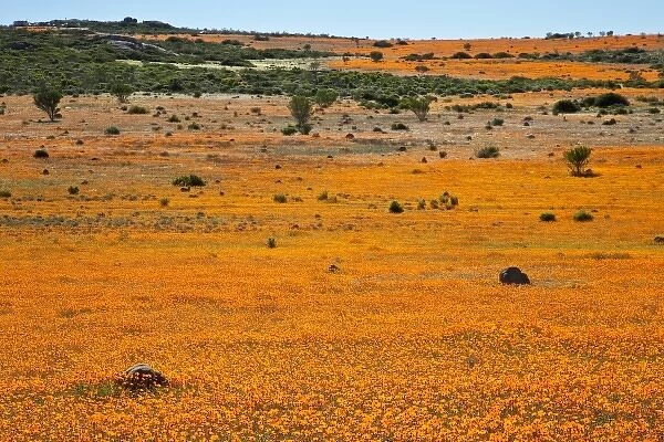 South Namaqualand. Field of orange blossoms in Namaqua National Park