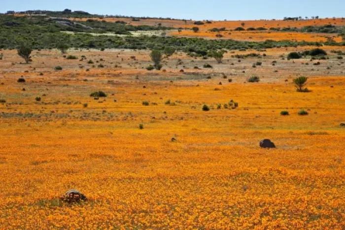 Framed Print : South Namaqualand. Field of orange blossoms in Namaqua National Park