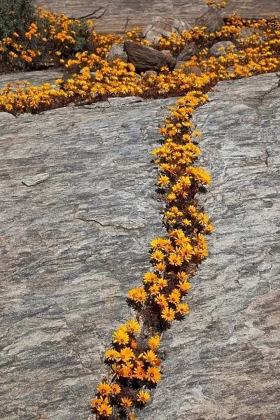 South Namaqualand. Orange wildflower blossoms among rocks