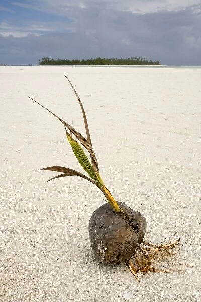 South Pacific, Cook Islands, Honeymoon Island. A sprouting coconut on a remote island