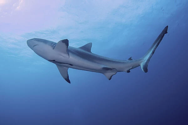 South Pacific, Fiji. Blacktip shark close-up. Credit as