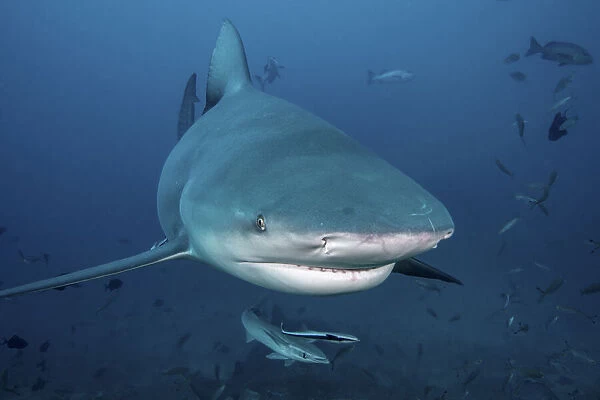 South Pacific, Fiji. Bull shark close-up. Credit as: Jones & Shimlock  /  Jaynes Gallery  / 