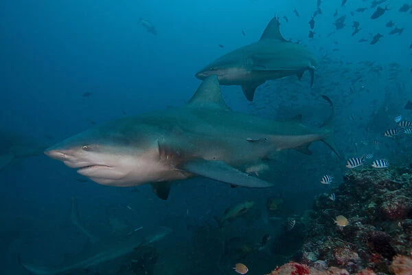 South Pacific, Fiji. Bull sharks. Credit as: Jones & Shimlock  /  Jaynes Gallery  / 