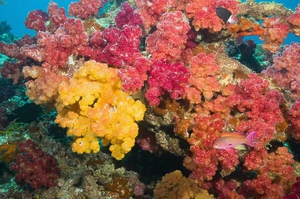 South Pacific, Fiji, Rainbow Reef in Taveuni