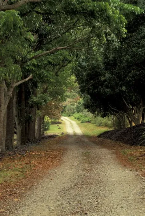 Framed Print : SOUTH PACIFIC, Fiji Road through the forest
