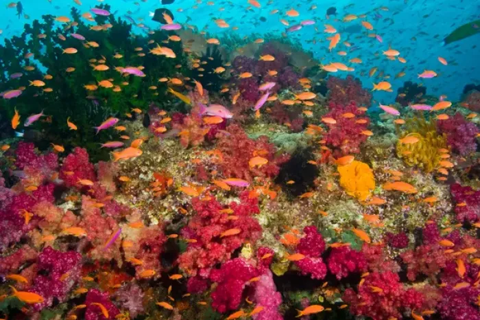 Framed Print : South Pacific, Fiji, Viti Levu, Bligh Water, Coral Reef, Multicolor Soft Corals (Dendronepthya sp Framed Print : South Pacific, Fiji, Viti Levu, Bligh Water, Coral Reef, Multicolor Soft Corals (Dendronepthya sp