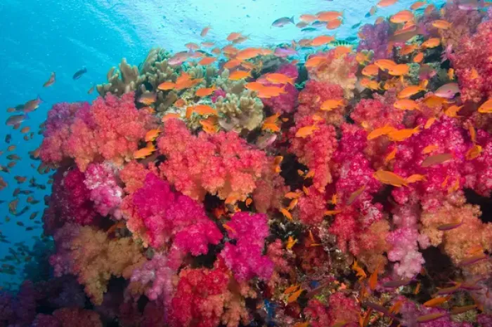 Framed Print : South Pacific, Fiji, Viti Levu, Bligh Water, Coral Reef, Multicolor Soft Corals (Dendronepthya sp