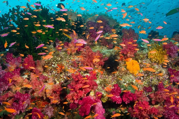 South Pacific, Fiji, Viti Levu, Bligh Water, Coral Reef, Multicolor Soft Corals (Dendronepthya sp