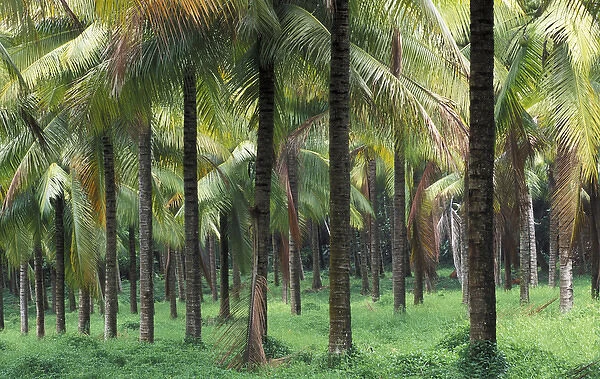 South Pacific, French Polynesia, Tahiti, Taravao. Palm grove