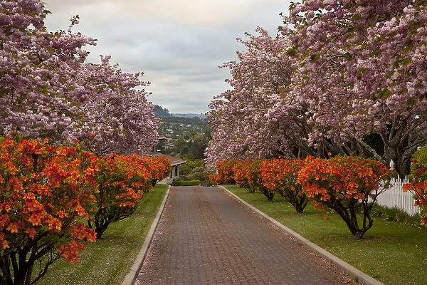 South Pacific, New Zealand, North Island. Cherry trees in blossom along a brick-paved drive
