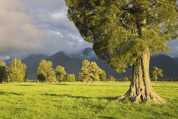 South Pacific, New Zealand, South Island. Stormlit kahikatea trees near the town of Fox Glacier