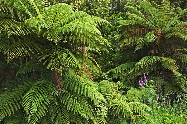 South Pacific, New Zealand, South Island. Tree ferns in Fergusons Scenic Reserve