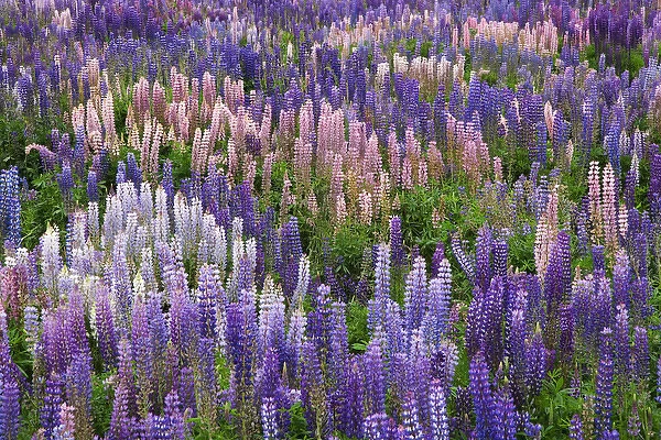 South Pacific, New Zealand, South Island. Blooming lupine flowers in Fiordland National Park