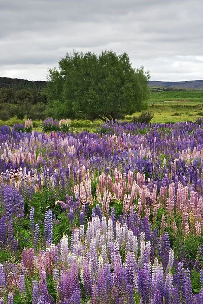 South Pacific, New Zealand, South Island. Lupines in Fiordland National Park. Credit as
