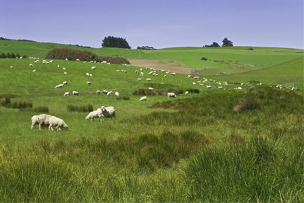 South Pacific, New Zealand, South Island. Sheep grazing in green field near Dunedin