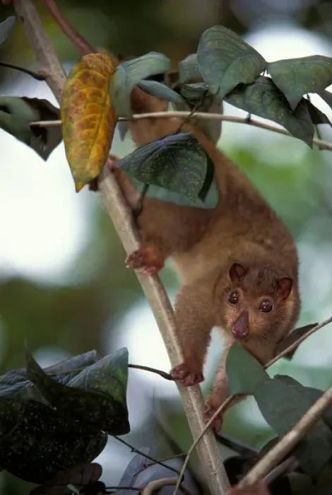 Framed Print : South Pacific, Papua New Guinea, Northern common Cuscus Framed Print : South Pacific, Papua New Guinea, Northern common Cuscus