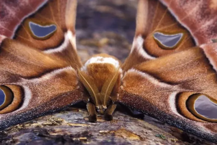 Framed Print : South Pacific, Papua New Guinea, Highland territory. Hercules or Atlas Moth (Attacus