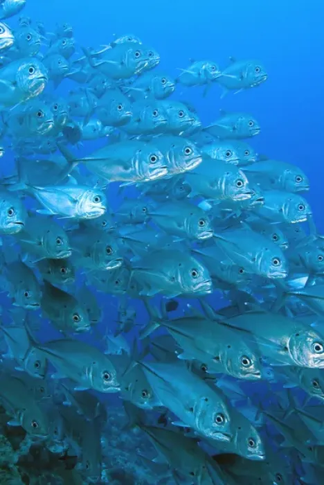 Framed Print : South Pacific, Solomon Islands, Meri Island. School of giant trevally fish. Credit as Framed Print : South Pacific, Solomon Islands, Meri Island. School of giant trevally fish. Credit as