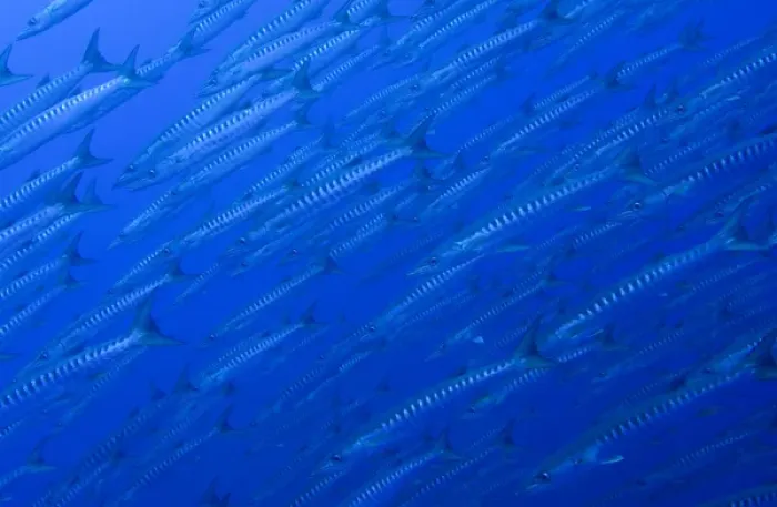 Framed Print : South Pacific, Solomon Islands, Mary Island. Large school of chevron barracuda. Credit as Framed Print : South Pacific, Solomon Islands, Mary Island. Large school of chevron barracuda. Credit as