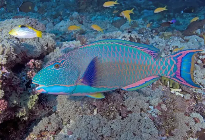 Framed Print : South Pacific, Solomon Islands, Meri Island. Close-up of an adult bicolor parrotfish
