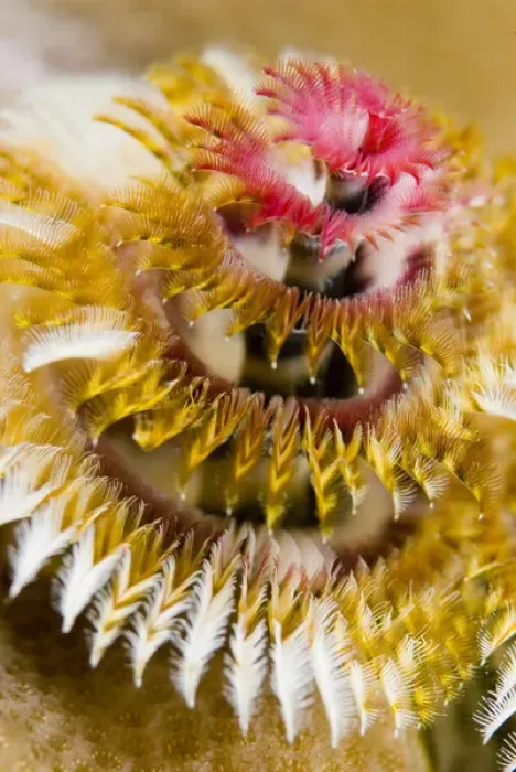 Framed Print : South Pacific, Solomon Islands. Close-up of a colorful Christmas tree worm or burrowing tube worm Framed Print : South Pacific, Solomon Islands. Close-up of a colorful Christmas tree worm or burrowing tube worm