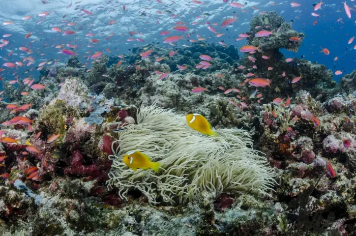 Framed Print : South Pacific, Solomon Islands. Reefscape of fish and corals Framed Print : South Pacific, Solomon Islands. Reefscape of fish and corals