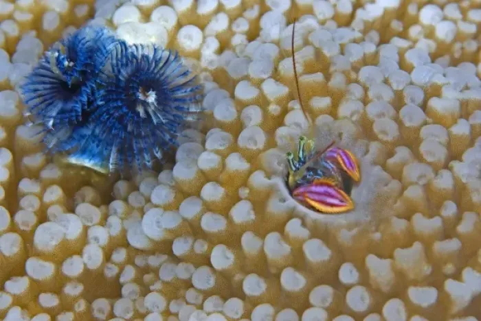 Framed Print : South Pacific, Solomon Islands. A hermit crab living in hard coral hole next to a tube worm Framed Print : South Pacific, Solomon Islands. A hermit crab living in hard coral hole next to a tube worm