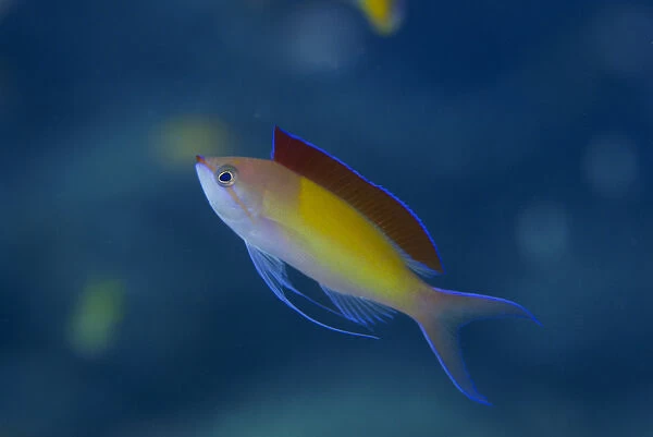 South Pacific, Solomon Islands. A displaying male redfin anthias or fairy basslet fish