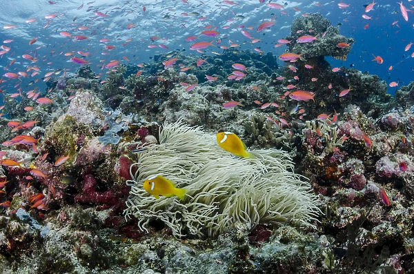 South Pacific, Solomon Islands. Reefscape of fish and corals