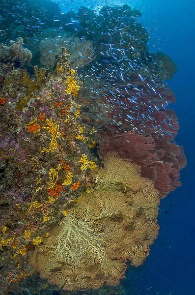 South Pacific, Solomon Islands. Schooling baitfish and coral