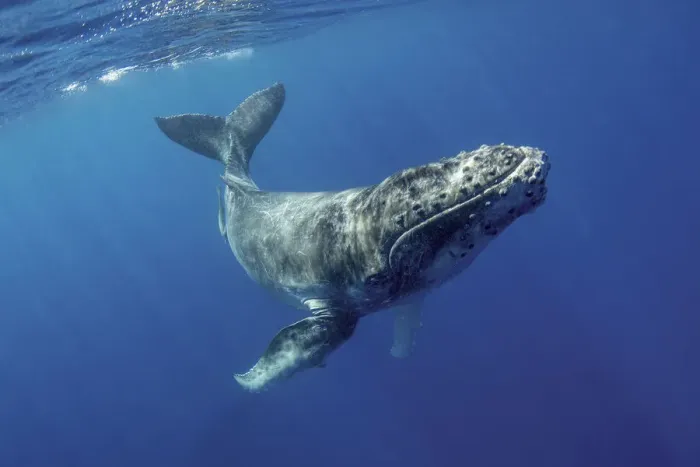 Framed Print : South Pacific, Tonga. Humpback calf close-up. Credit as