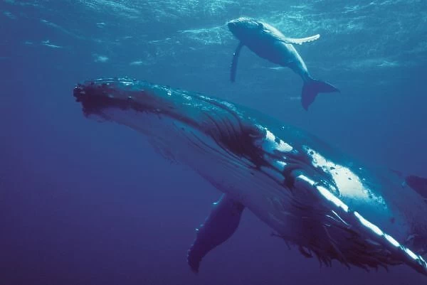 South Pacific, Tonga. humpback whale and calf