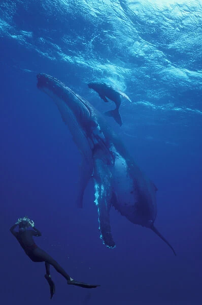 South Pacific, Tonga Humpback whale and calf diver photographer