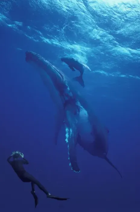 Framed Print : South Pacific, Tonga Humpback whale and calf diver photographer