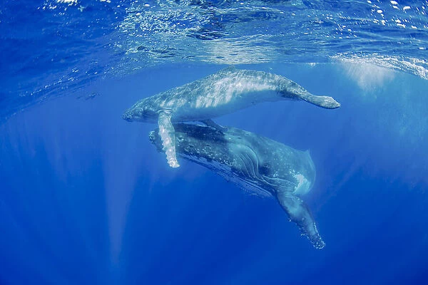 South Pacific, Tonga. Humpback whale mother and calf close-up