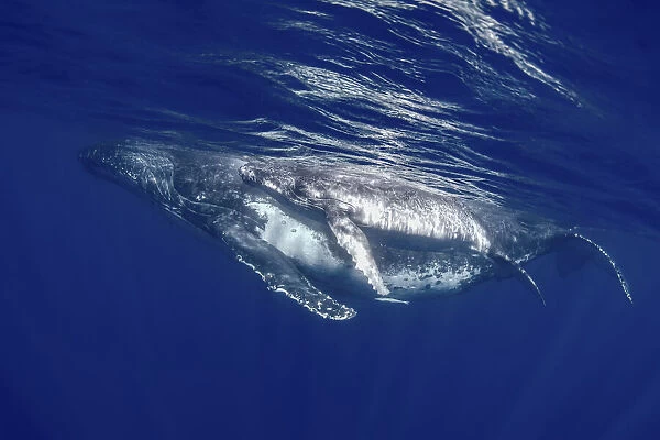 South Pacific, Tonga. Humpback whale mother and calf close-up