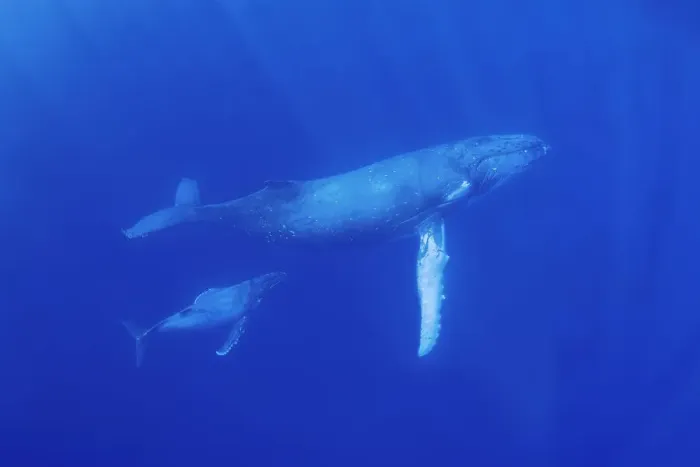 Framed Print : South Pacific, Tonga. Humpback whale mother and calf close-up
