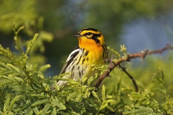 South Padre Island, Texas, USA, Blackburnian Warbler (Dendroica fusca) male, April